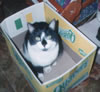 Rocky having fun with a cardboard box!