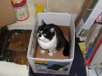 Rocky in a box!